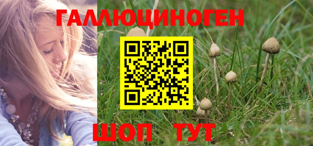 Псилоцибиновые грибы Cubensis Курск